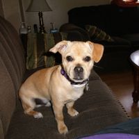 Since we are getting to know each other and everyone LOVES their fur babies!