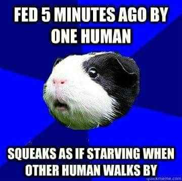 NWR - What's the last meme you saved?