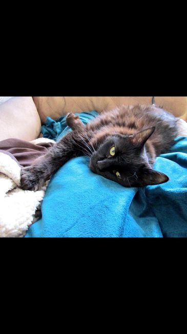 NWR- Cat kidney disease- any advice?