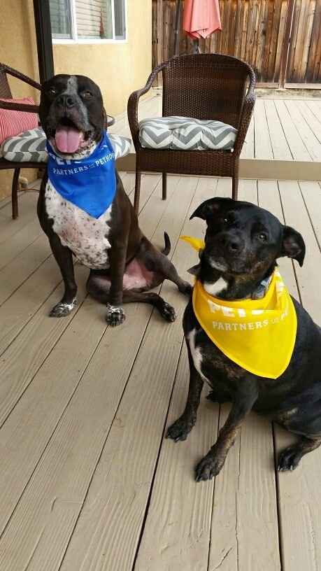 Show off your fur babies!