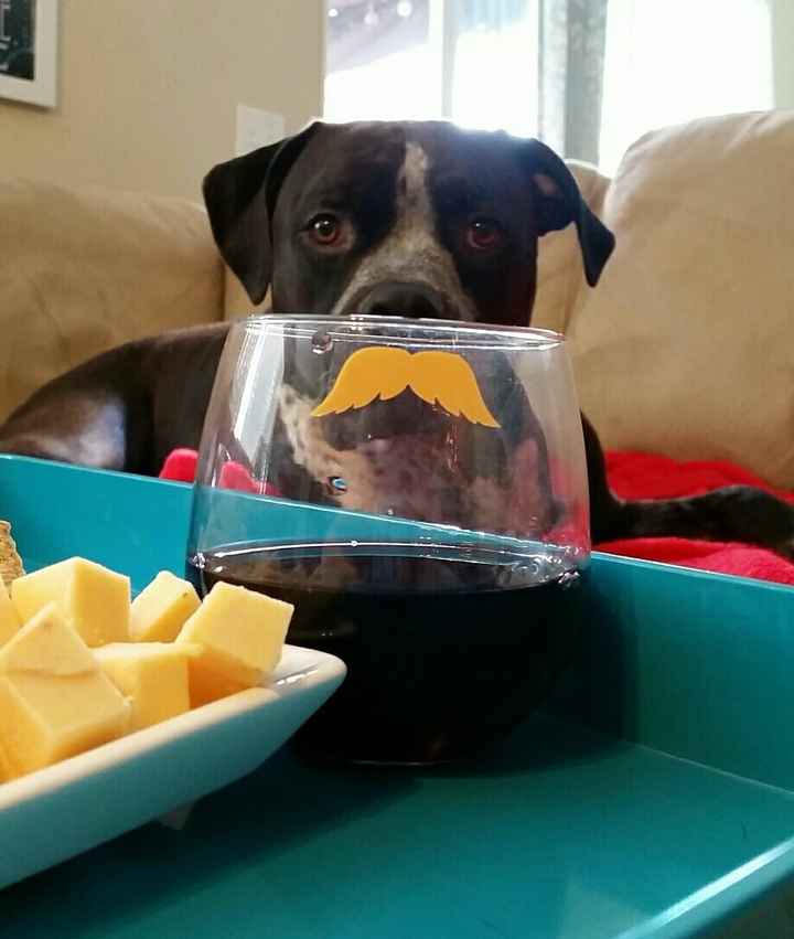 Sick and need cheering up--show me your Fur babies!