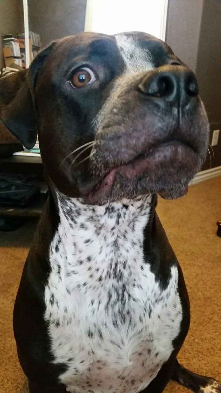 NWR- Does anybody want a dog?