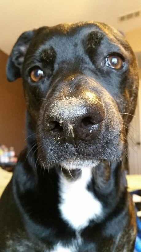 NWR- Does anybody want a dog?