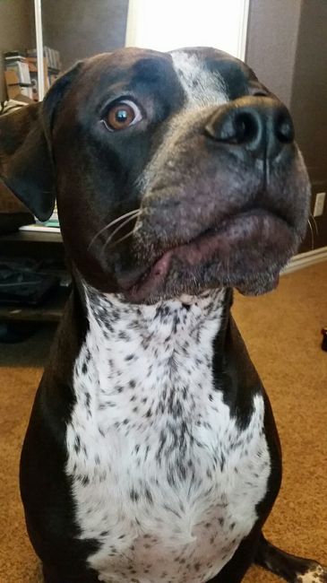 NWR- Does anybody want a dog?