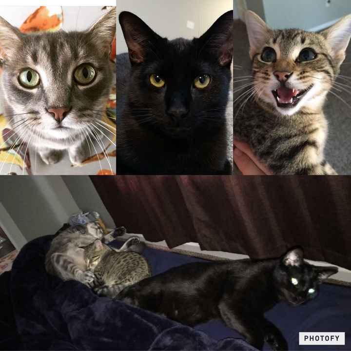 NWR Animal Lovers
