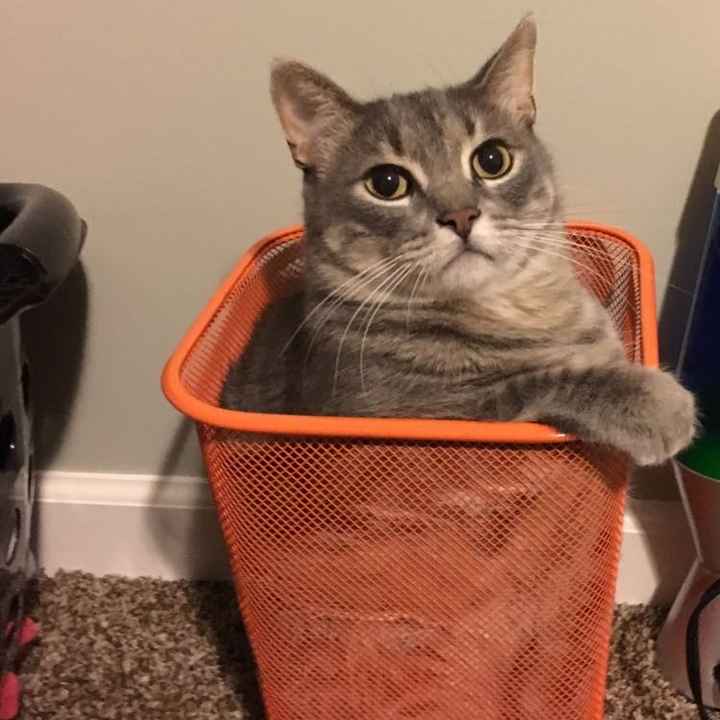 NWR: furbabies