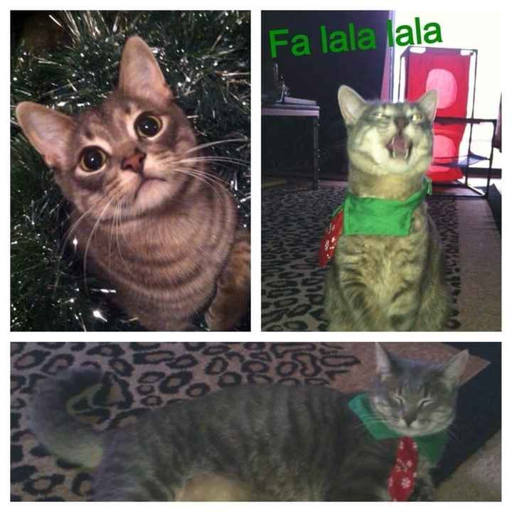 Pet PSA: No Holiday Plants!!!!!