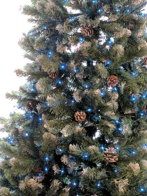 Pet PSA: No Holiday Plants!!!!!