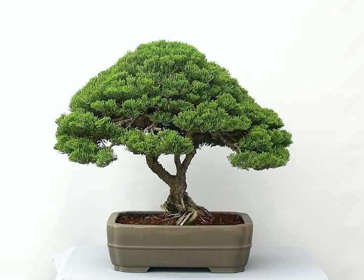 Tree/Shrub Like Centerpieces (I don't think it's manzanita?)