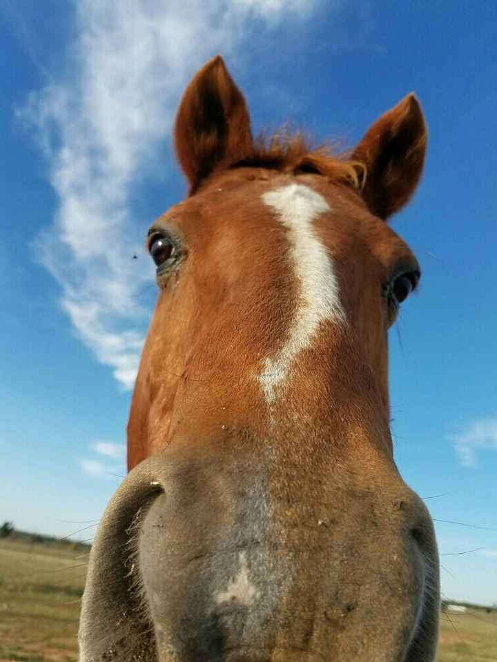 NWR: Equestrians of WW