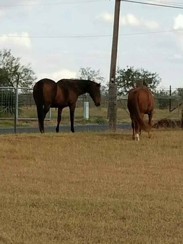 NWR: Equestrians of WW