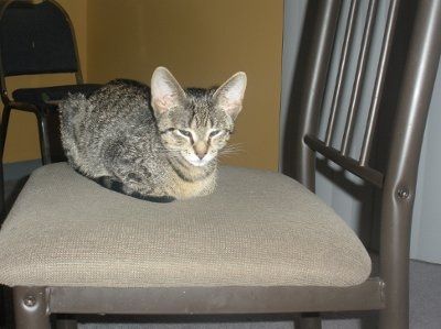 Show off your furbabies!