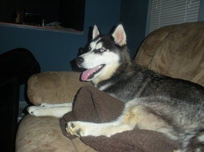SBR: Meet my Fur-babies, lets see yours too