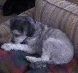 Show off your furbabies!