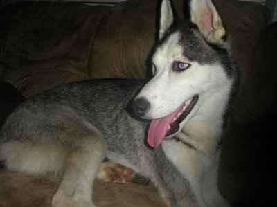 Show off your furbabies!