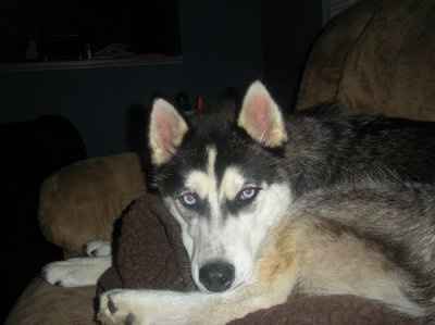 Show off your furbabies!