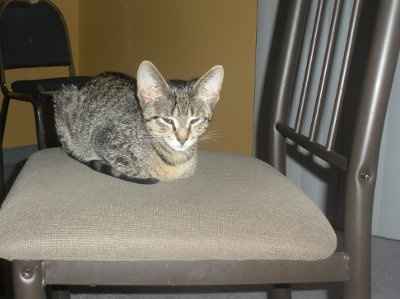 Show off your furbabies!