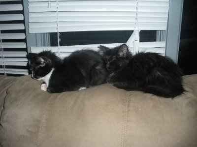 Show off your furbabies!