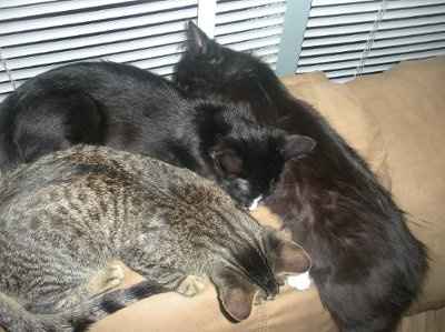 Show off your furbabies!