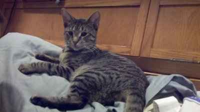 SBR: Meet my Fur-babies, lets see yours too