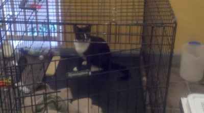 SBR: Meet my Fur-babies, lets see yours too