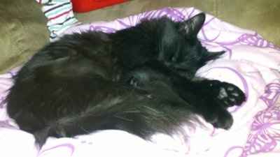 SBR: Meet my Fur-babies, lets see yours too