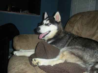 SBR: Meet my Fur-babies, lets see yours too