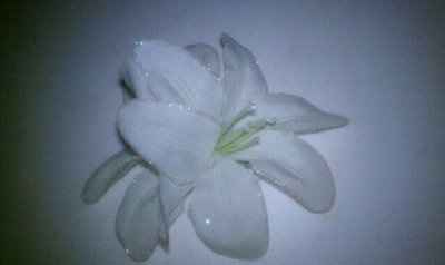 Flower hair combs...where did you get yours?  Pics Please