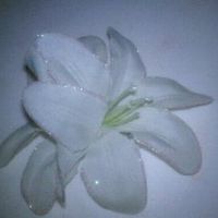 Flower hair combs...where did you get yours?  Pics Please