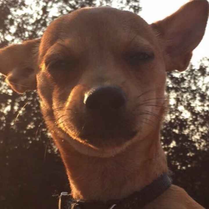 Furbabies?(non wedding post)