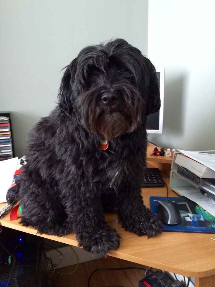 NWR: Pets "helping"