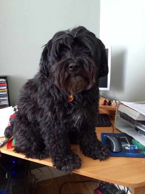 NWR: Pets "helping"