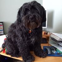NWR: Pets "helping"