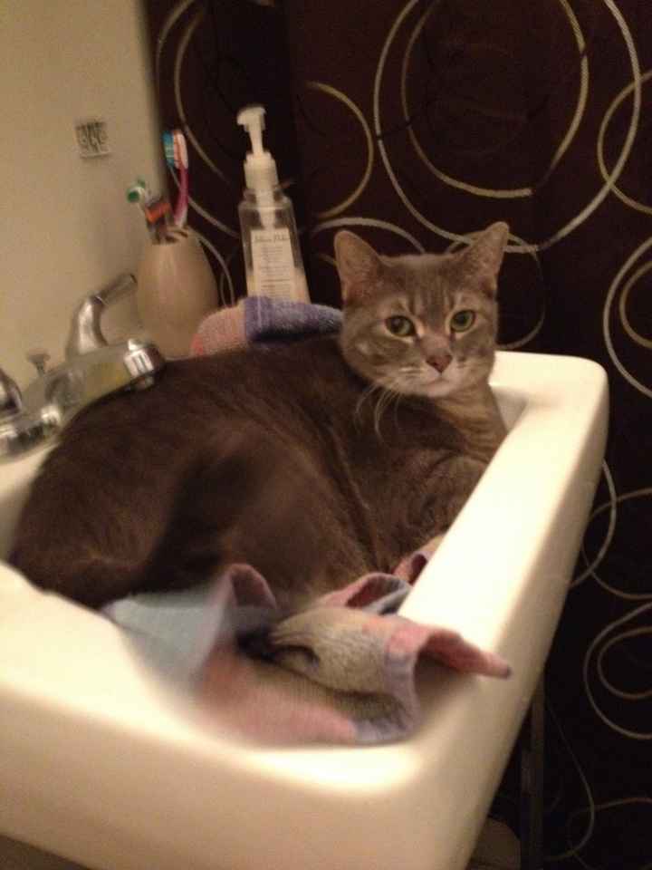 Show me your fur baby! (it has been awhile and I love seeing the pets!)