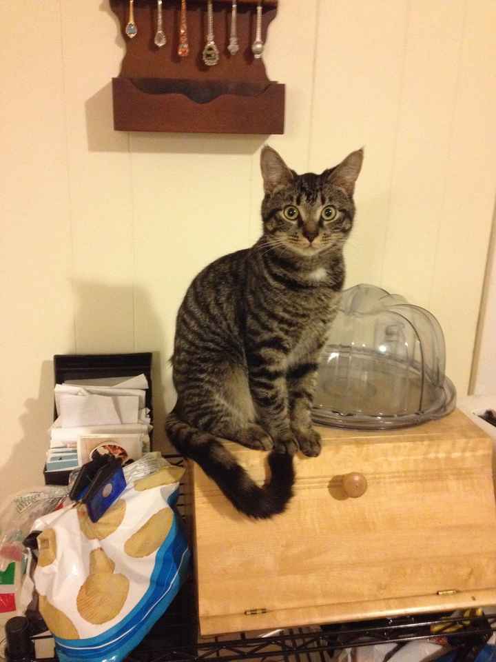 Show me your fur baby! (it has been awhile and I love seeing the pets!)