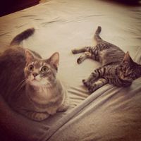 Nwr: we just adopted a new kitty