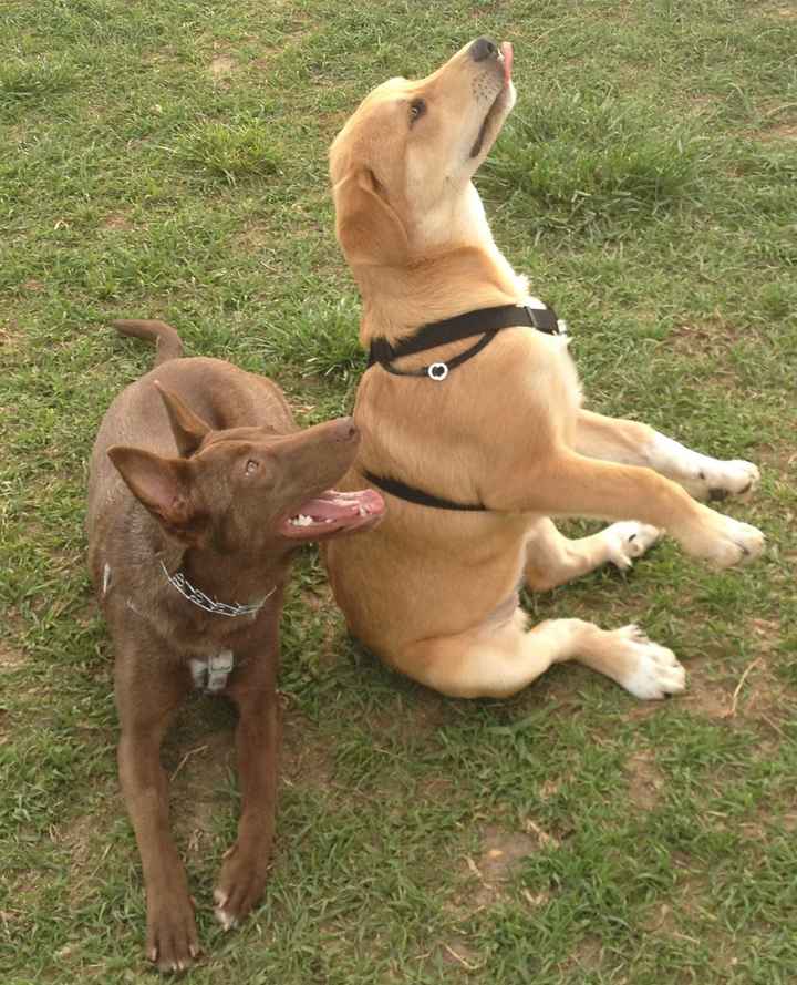 NWR- Furbabies and Renting...Frustrated...