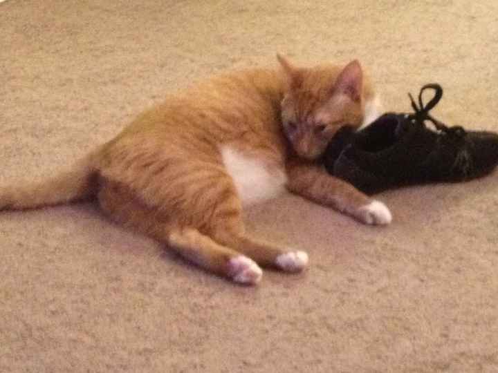 NWR- Furbabies and Renting...Frustrated...