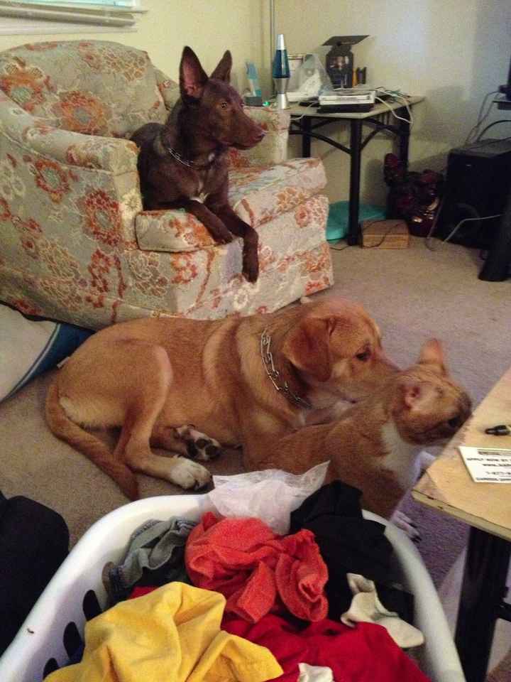 NWR- Furbabies and Renting...Frustrated...