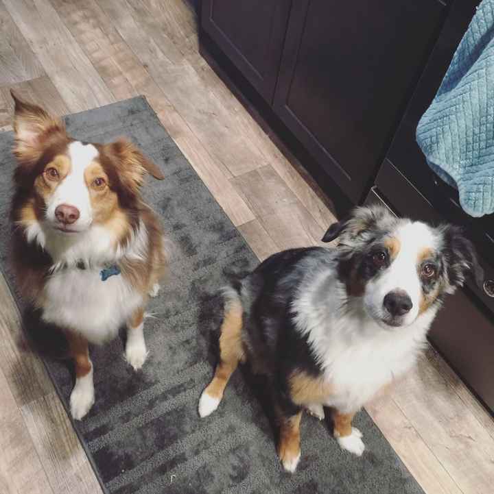 NWR: Puppy Friday!!