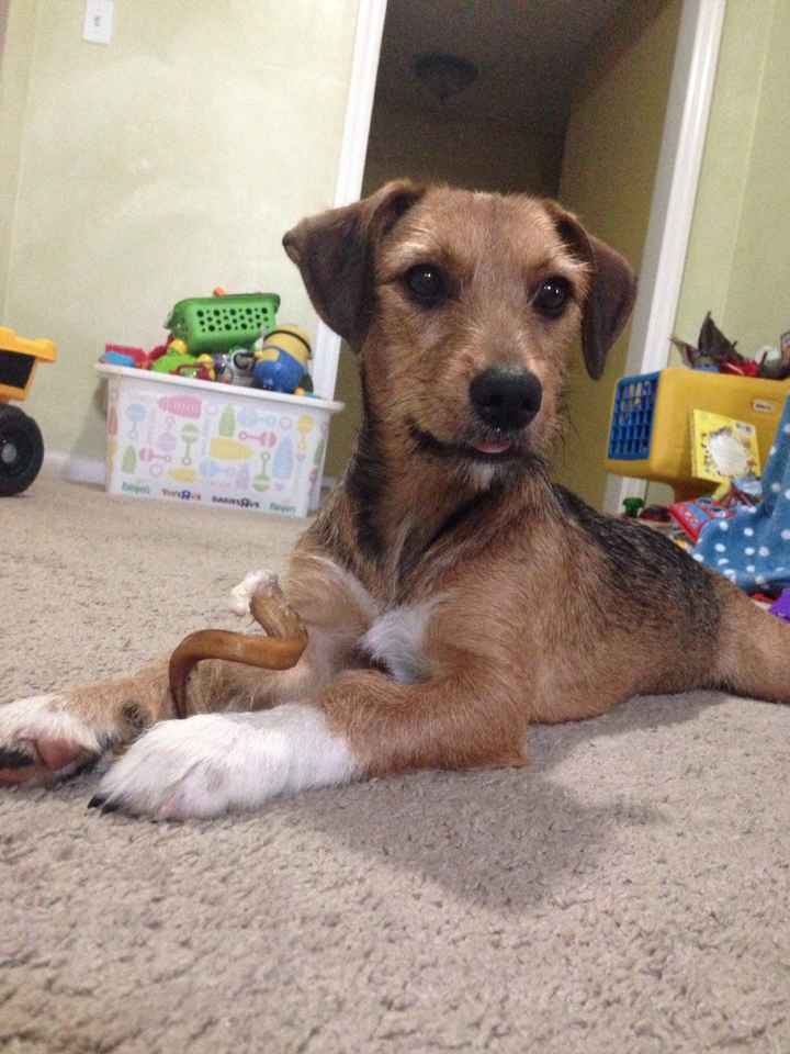 NWR We adopted a new pup!
