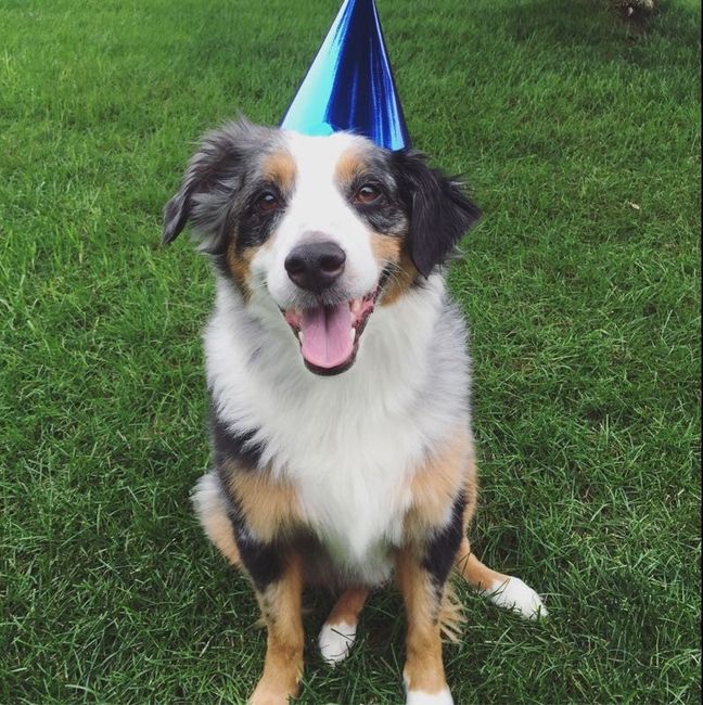 Just ordered my dogs first birthday cake! NWR