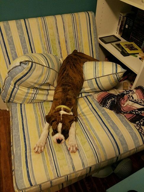 Nwr: my pup