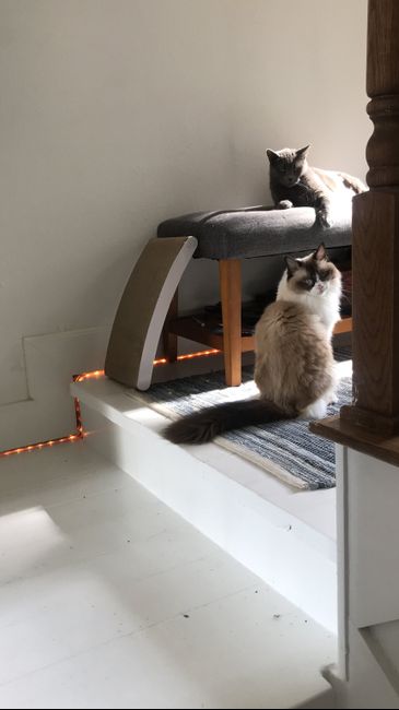 Blending Fur-families! - 1