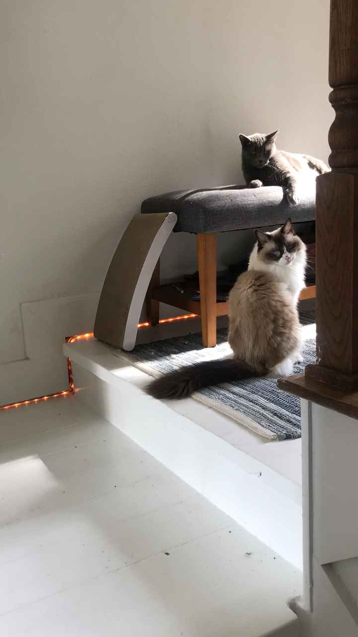 Blending Fur-families! - 1