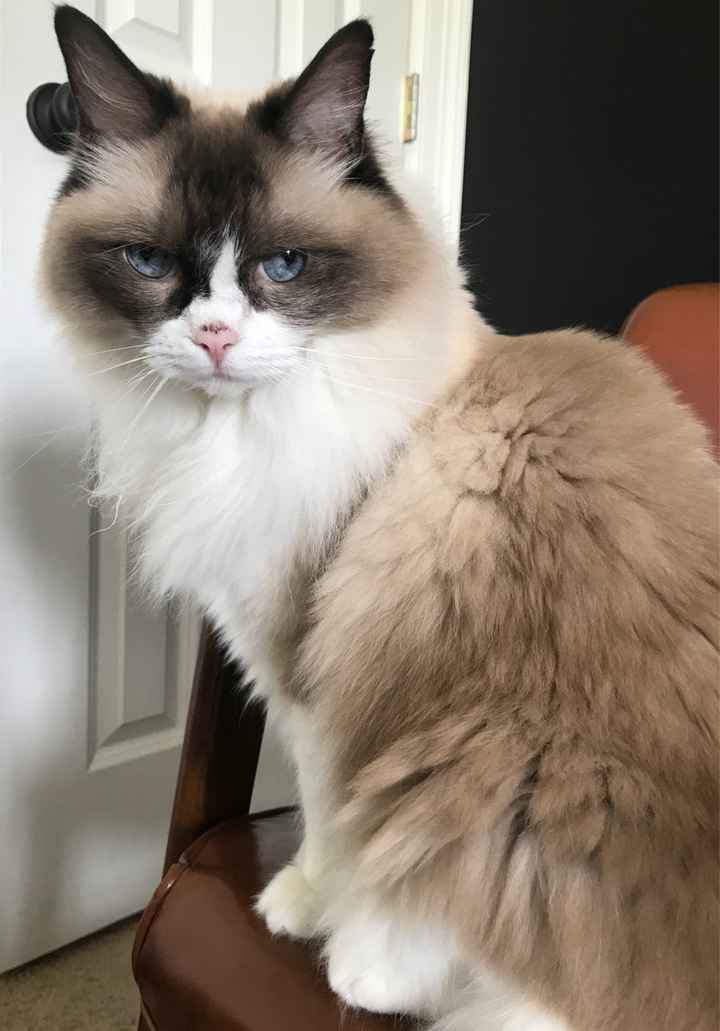 Blending Fur-families! - 2