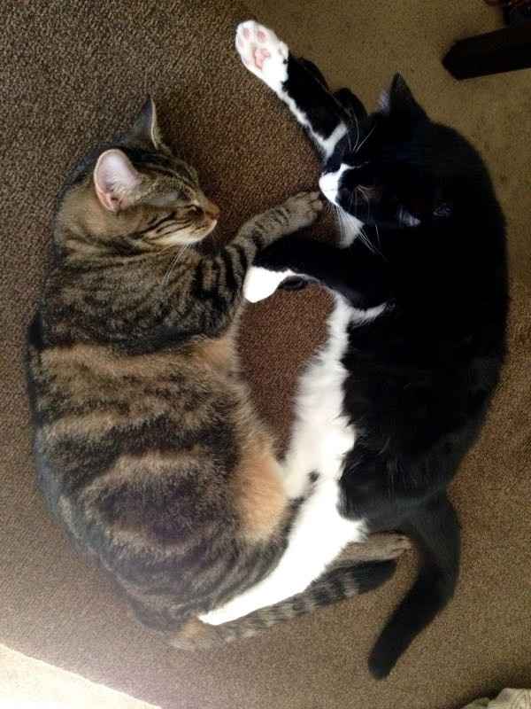 NWR: you and furbaby pic!