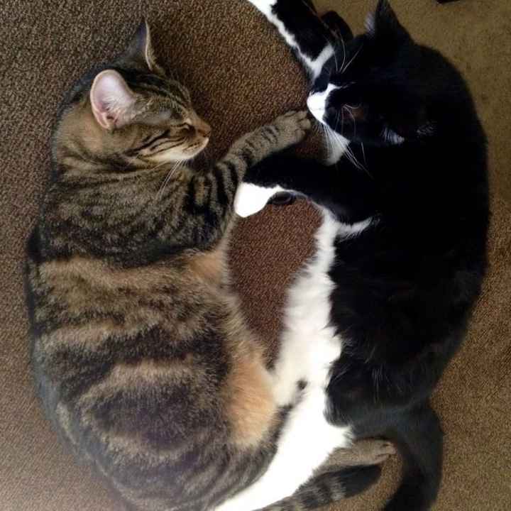 NWR- Furbaby Appreciation Post