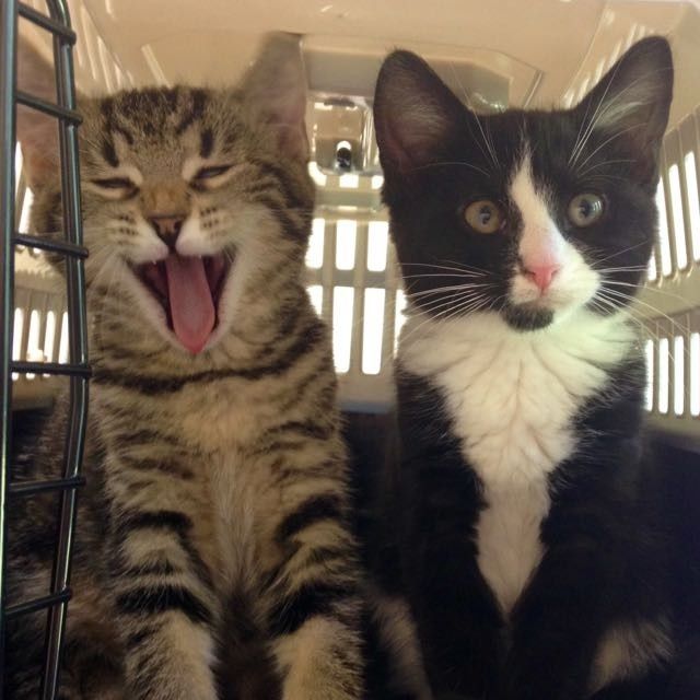 NWR Animal Lovers