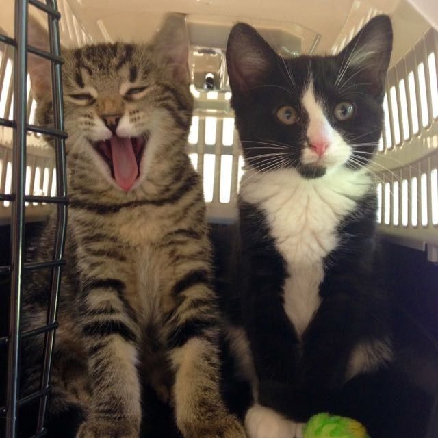 NWR: Tomorrow is National Cat Day!
